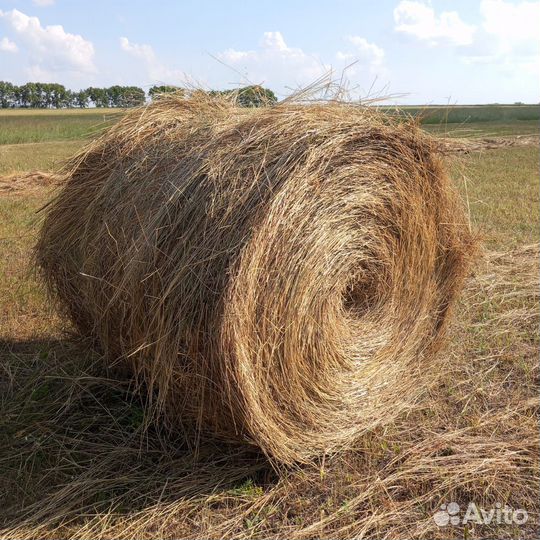 Сено в тюках