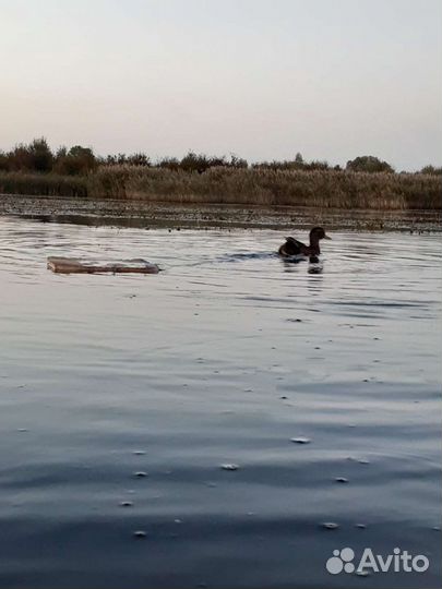 Подсадные утки, охота с манной(круговой) уткой