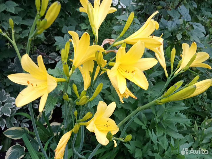 Флокс,аконит,ромашка,лилейники