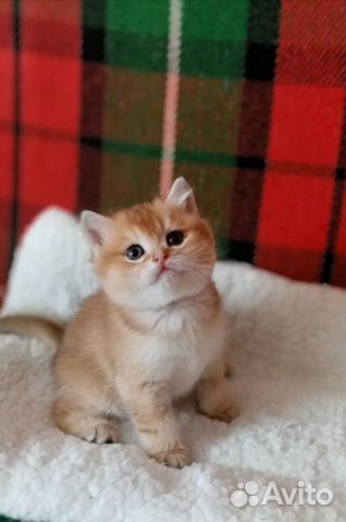 Золотые шотландские шиншиллы котята объявление продам