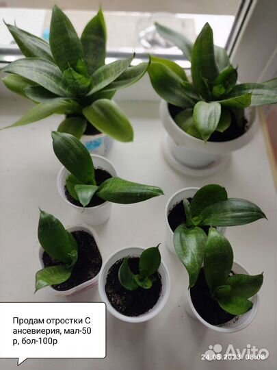 Сансевиерия