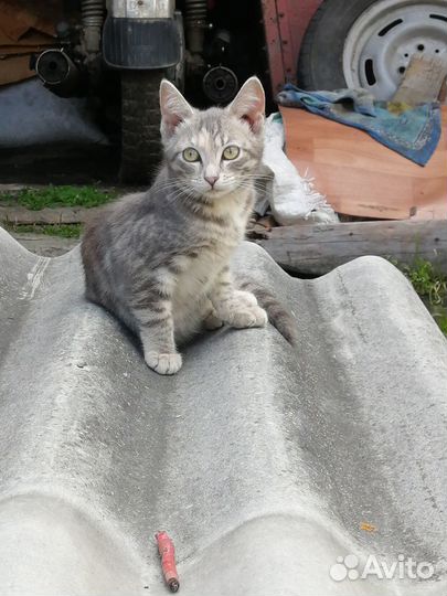 Котята отдам в добрые руки бесплатно