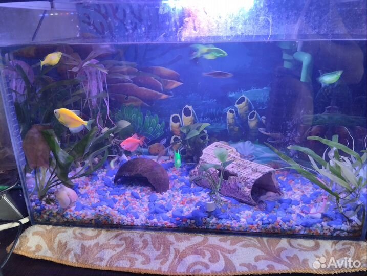 Аквариум