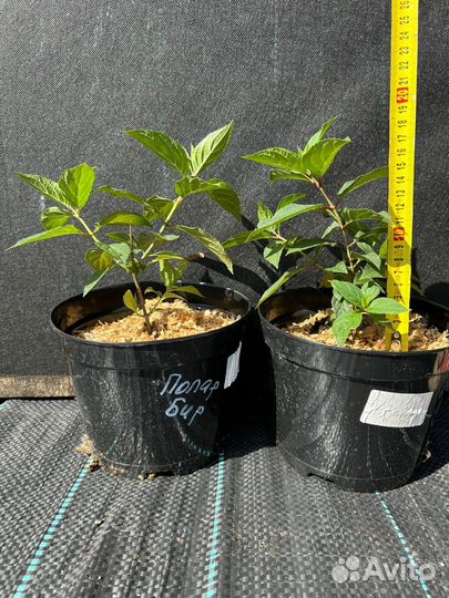 Саженцы гортензии метельчатая