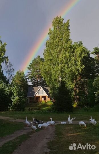 Мясо домашнего гуся