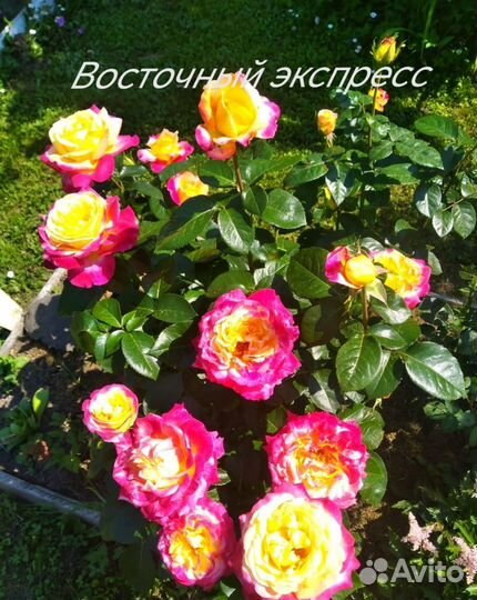 Розы привитые саженцы