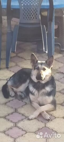 Щенок восточно европейская овчарка