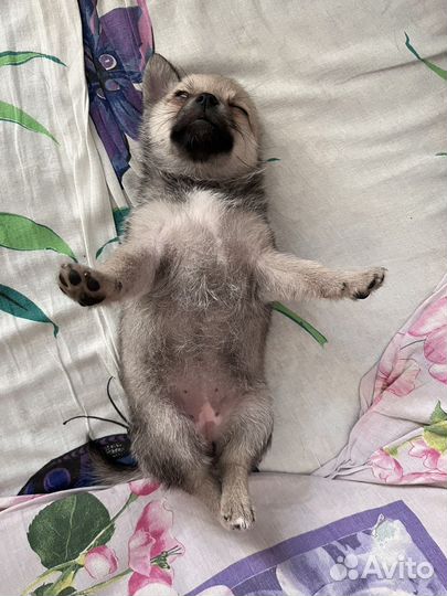 Щенок Метис