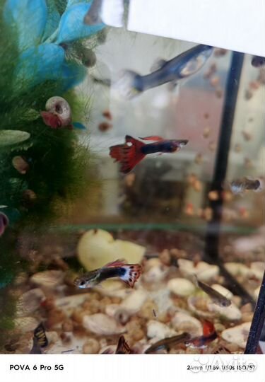 Продам гупи