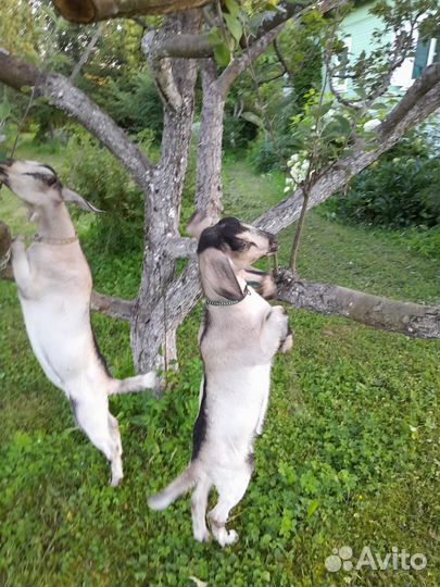 Козочки нубийки