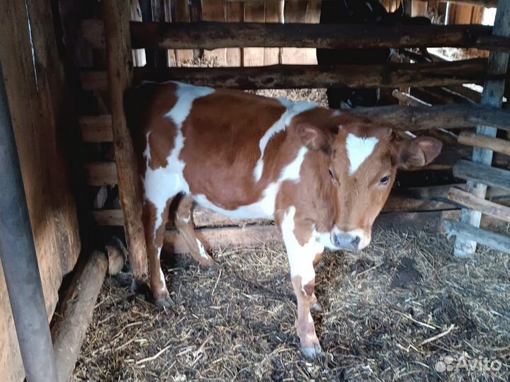 Коровы и телята