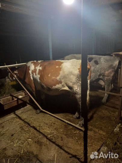 Коровы дойные молочные
