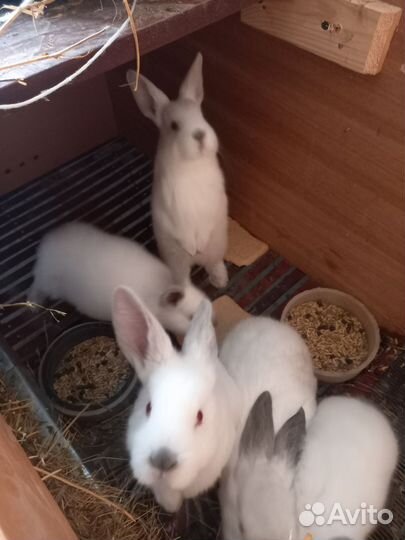 Калифорнийские кролики