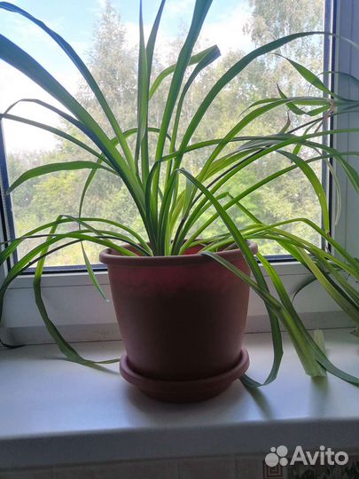 Хлорофитум Капский