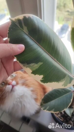 Фикус эластика Тинеке