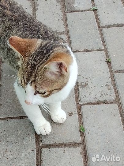 Котята-подростки ищут дом