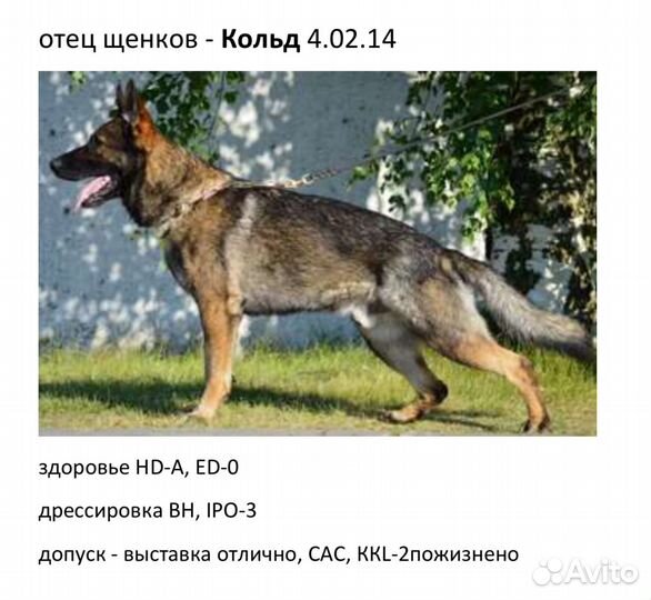 Щенок немецкой овчарки рабочего разведения