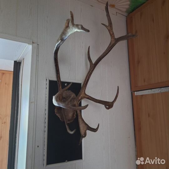 Рога оленя и лося