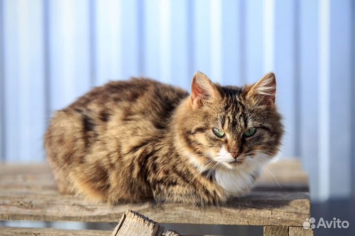 Ласковый котёнок мальчик в добрые руки