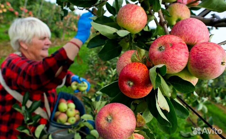 Сборка яблок