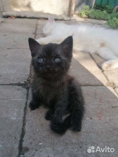 Кошка в дар