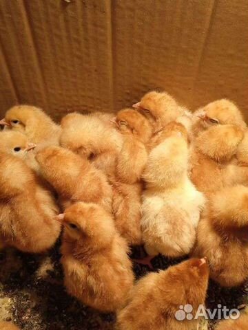 Цыплята бройлеры мясо-яичные и яичные породы