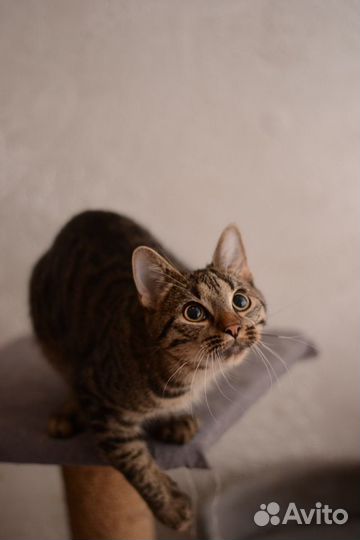 Котик Шухер 7 мес