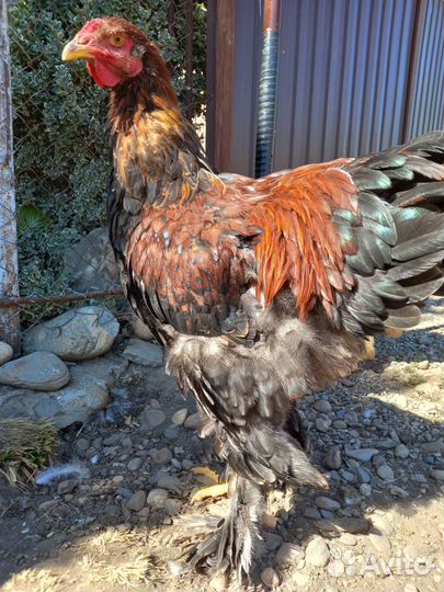 Петушки Брама