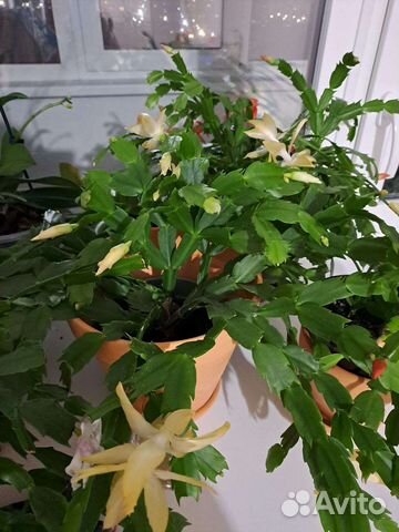 Декабрист шлюмбергера