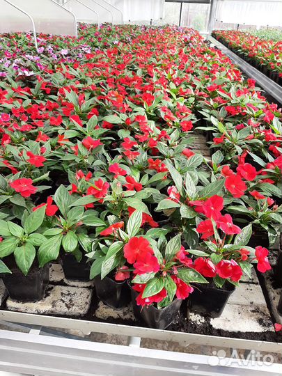 Продажа цветов и овощей