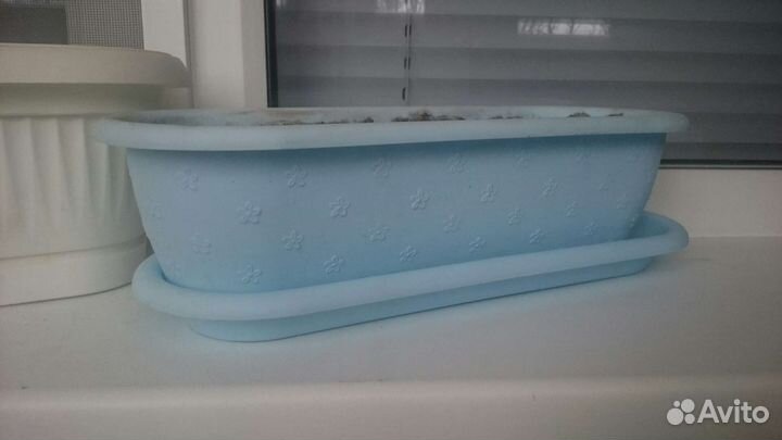 Кактус цветочное кашпо горшок