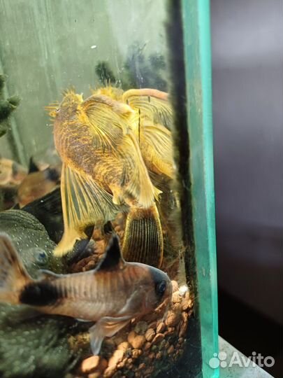 Анцитрус триколор