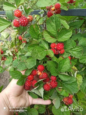 Малина Ред Даймонд