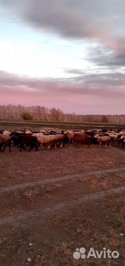 Курдючные бараны овцы ягнят