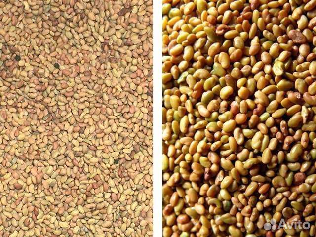 Люцерна Вега 87.Артемида