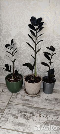 Замиакулькас блэк