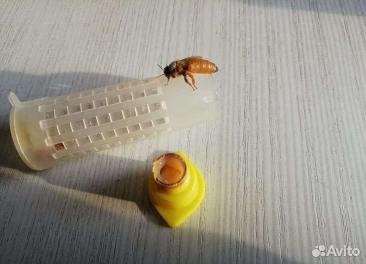 Пчеломатки и пчелопакеты Бакфаст