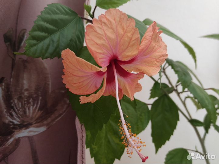 Гибискус китайская роза