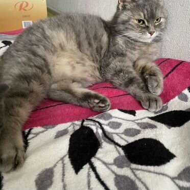 Кимрик, взрослая кошка