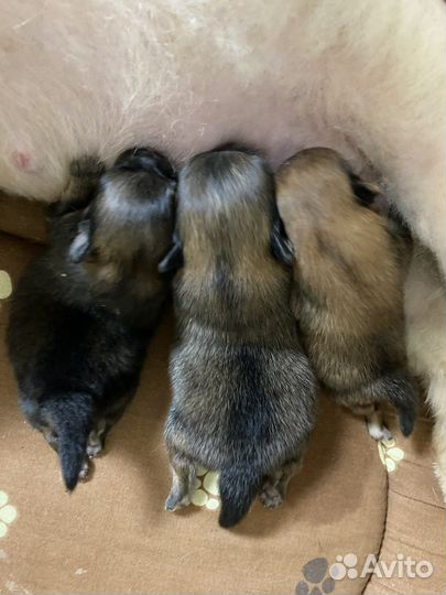 Щенки померанского шпица