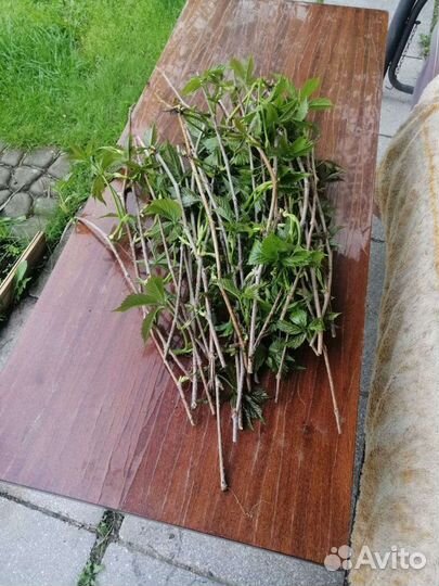 Саженцы девичий виноград, почтой