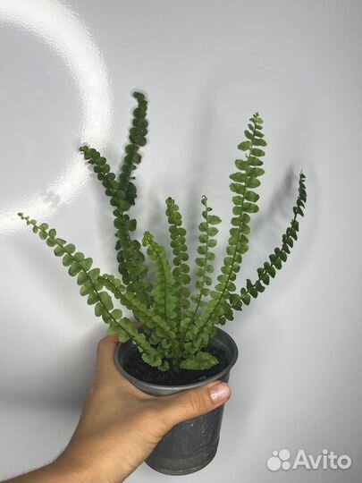 Папоротник