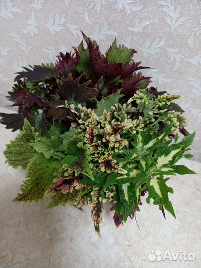 Колеусы, срезы, отростки,много, разные