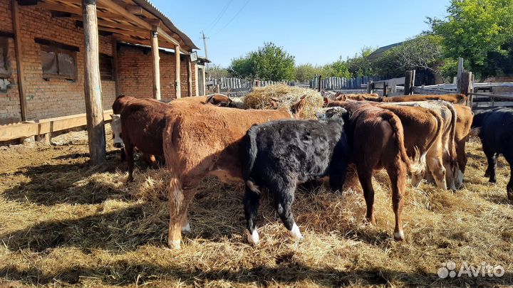 Бычки от 3 месяцев