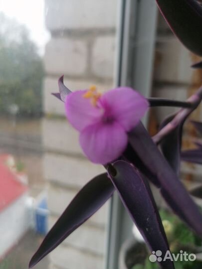 Сеткреазия