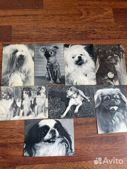 Открытки советские СССР собаки кошки