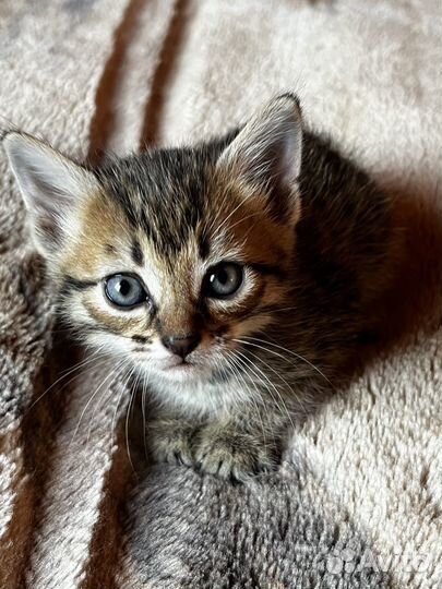 Котенок девочка 1 месяц