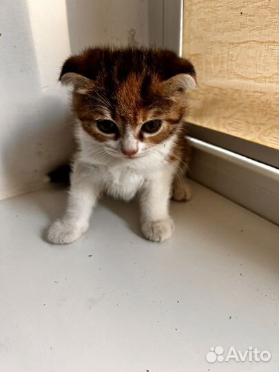 Кошка в дар бесплатно