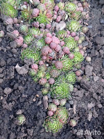 Молодило: каменная роза, заячья капуста