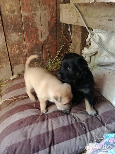 Щенки бесплатно в добрые руки